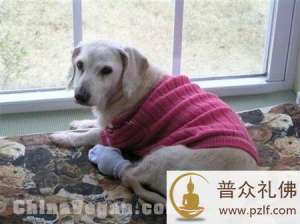 世界最长寿狗去世 活21年相当于